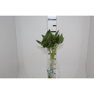 ALSTROEMERIA DUBAI 080 CM