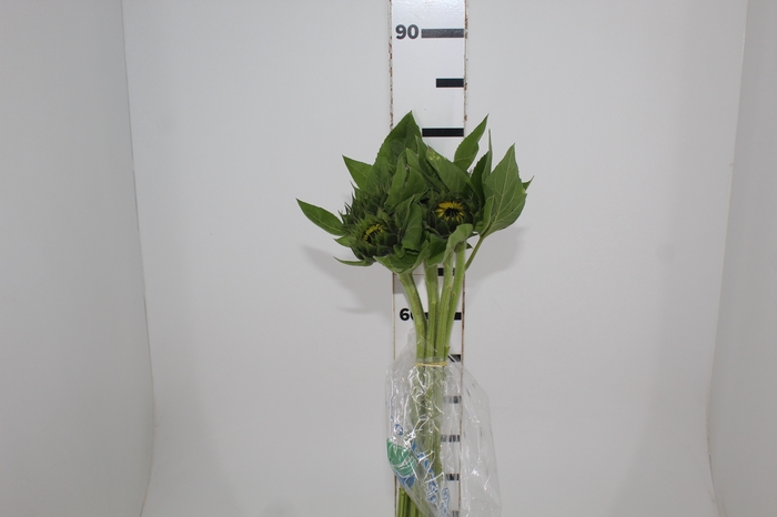 <h4>ALSTROEMERIA DUBAI 080 CM</h4>