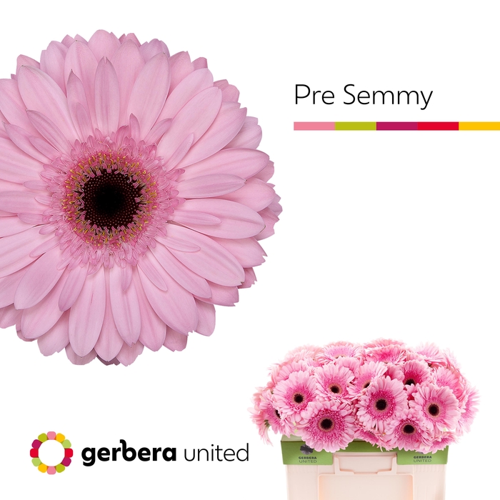 <h4>Gerbera Pre-Semmy Water</h4>