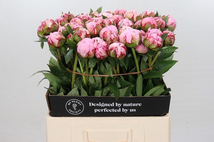 <h4>Paeonia Sarah Bernhardt</h4>