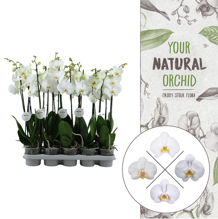 <h4>Your Natural Orchid | White 65cm | Phalaenopsis 2 spike</h4>