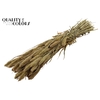 Setaria per bunch Natural