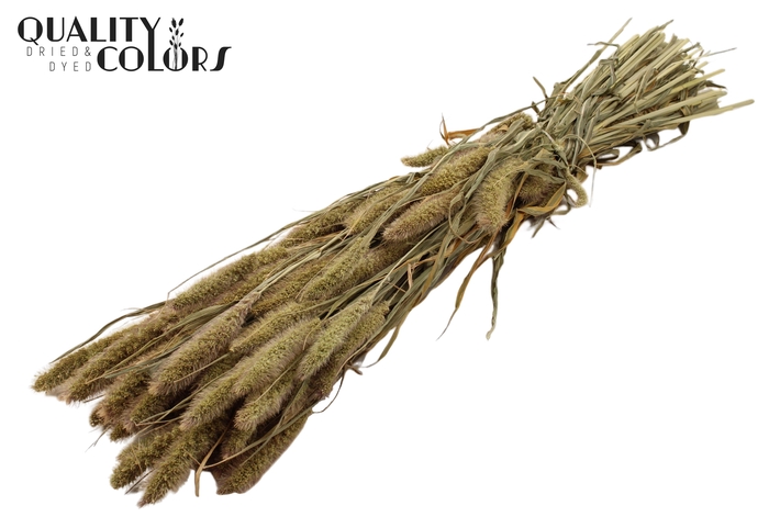 Setaria per bunch Natural