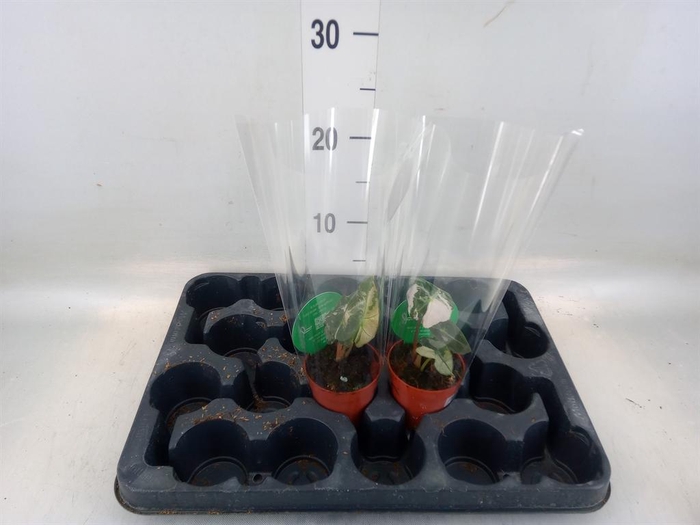 <h4>Alocasia   ...</h4>