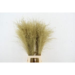 Gras Panic Warrior Gold