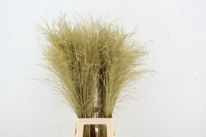 <h4>Gras Panic Warrior Gold</h4>