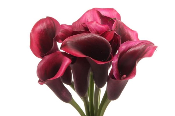 <h4>Calla Rudolph</h4>