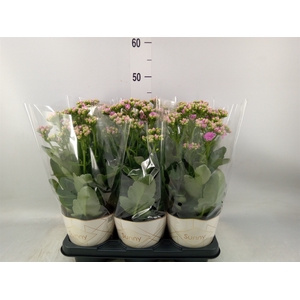 Kalanchoe  'RoseFlow Graceful Pink'
