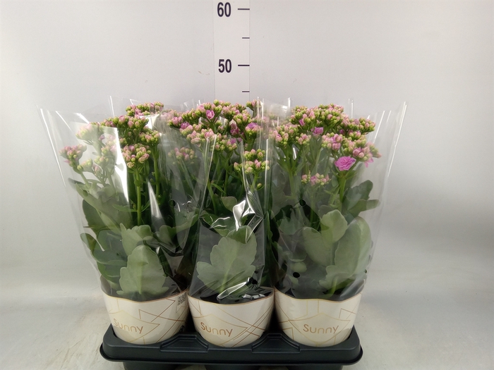 <h4>Kalanchoe  'RoseFlow Graceful Pink'</h4>