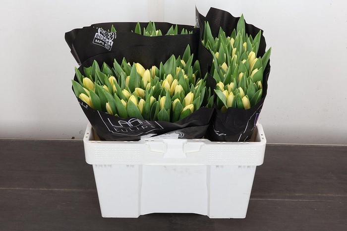 <h4>Tu En Creme Fraiche</h4>