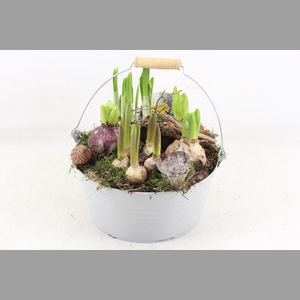 arr4 Bollenmix VL - Emmer grey 250/2