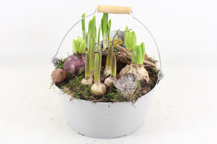 <h4>arr4 Bollenmix VL - Emmer grey 250/2</h4>