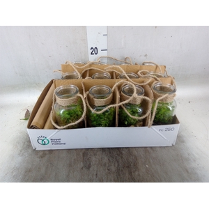 Arr.   Kamerplant Groen L%