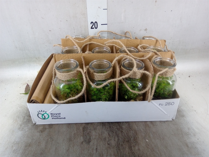 <h4>Arr.   Kamerplant Groen L%</h4>