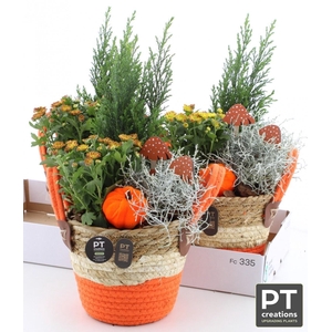 ARR TUINPLANTEN