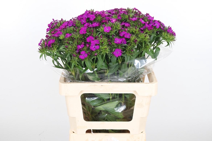 <h4>Di Barb Am Neon Purple</h4>