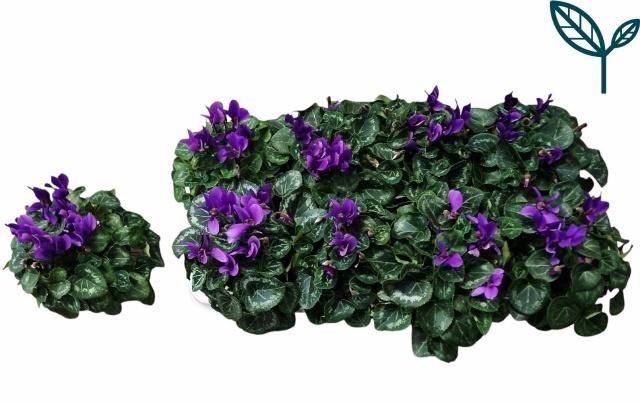 <h4>CYCL KL SUP DRAGON</h4>