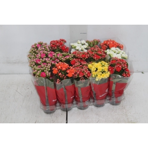 KAL. DOBRADO MINI P06