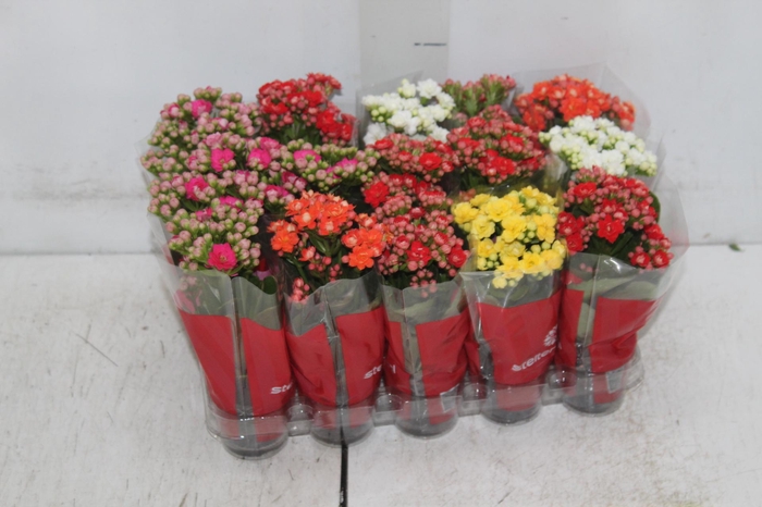 <h4>KAL. DOBRADO MINI P06</h4>