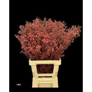 Waxflower Bordeaux