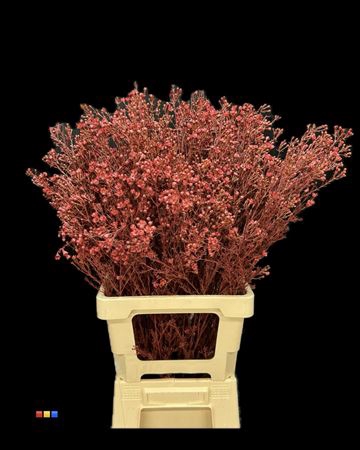 <h4>Waxflower Bordeaux</h4>