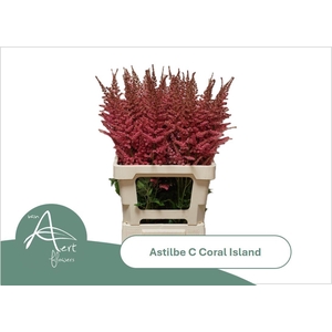 ASTIL C CORAL ISLAND
