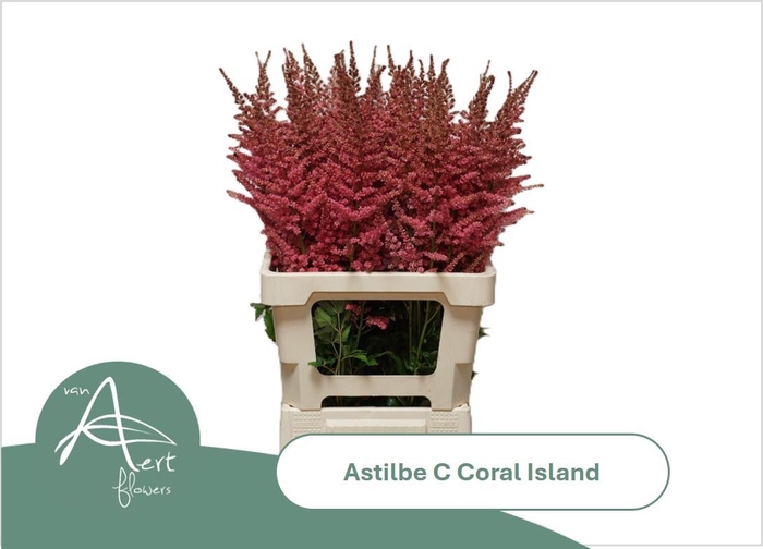 <h4>ASTIL C CORAL ISLAND</h4>
