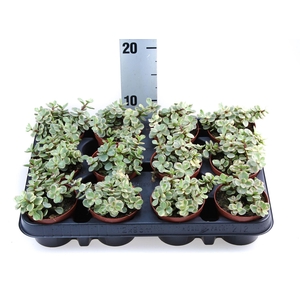 Succulents   ...