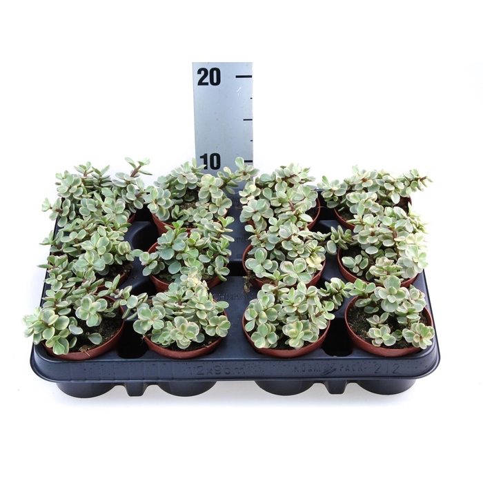 <h4>Succulents   ...</h4>