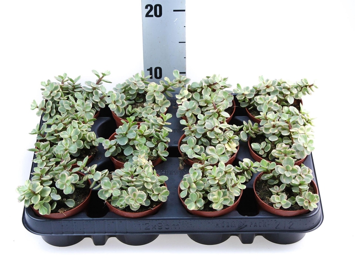 <h4>Succulents   ...</h4>