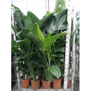 Strelitzia nicolai