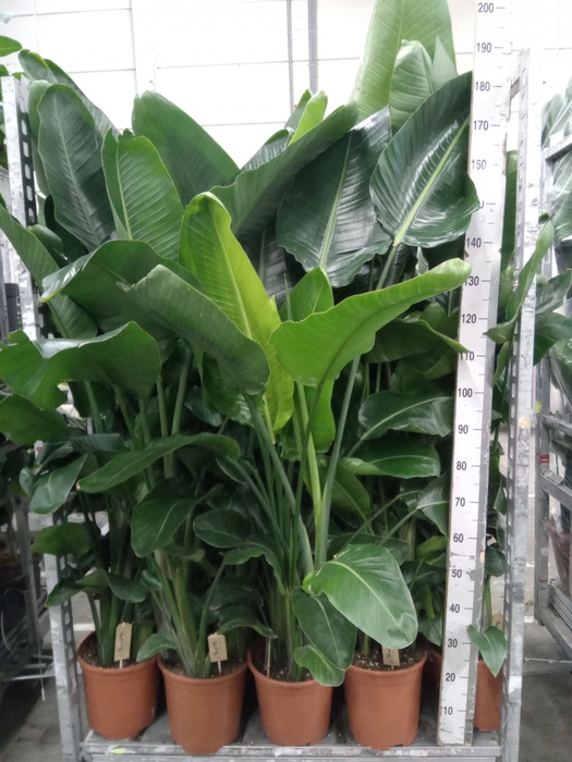 <h4>Strelitzia nicolai</h4>