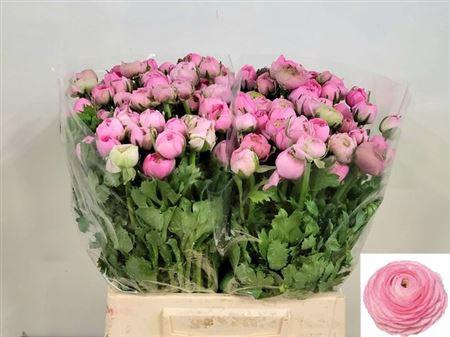 <h4>Ran Extra Pink</h4>