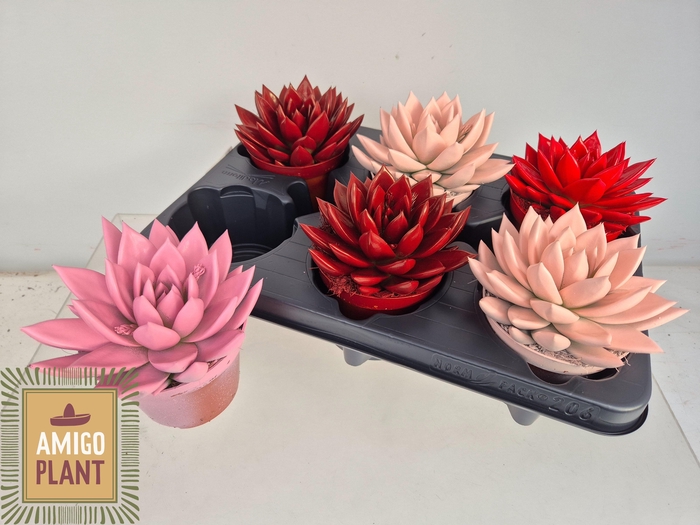 <h4>ECHEV MIRANDA</h4>