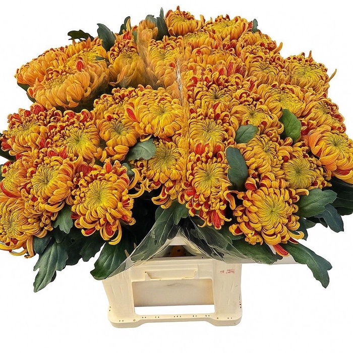 <h4>CHR G FUEGO</h4>