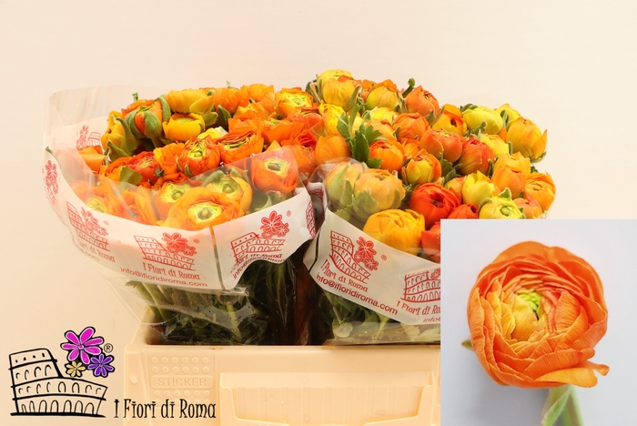 <h4>RAN EL ORANGE</h4>