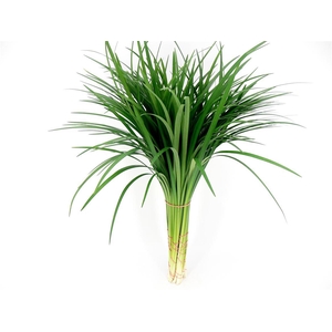 Lilly Grass