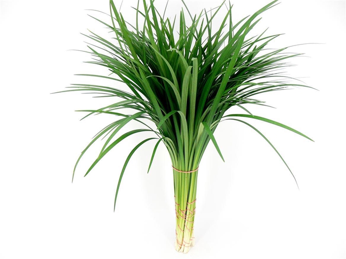 <h4>Lilly Grass</h4>