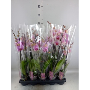 Phalaenopsis   ...mix