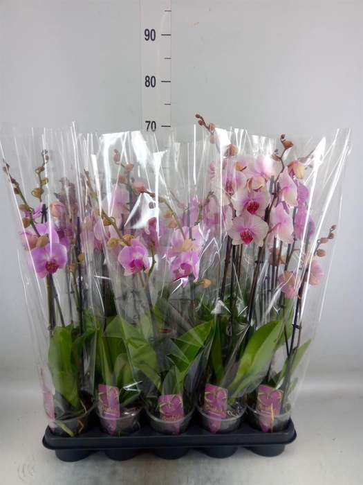 <h4>Phalaenopsis   ...mix</h4>