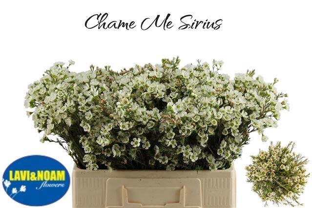 <h4>CHAME ME SIRIUS</h4>