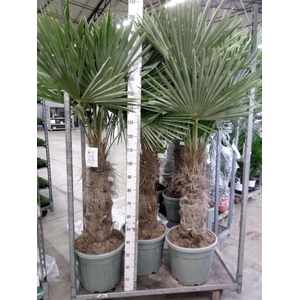 Trachycarpus fortunei