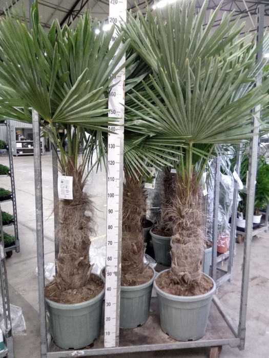 <h4>Trachycarpus fortunei</h4>