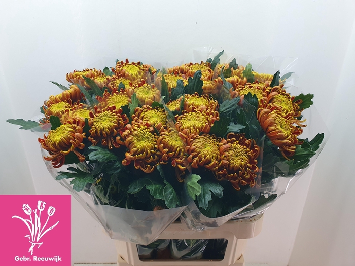 <h4>CHR G FUEGO</h4>