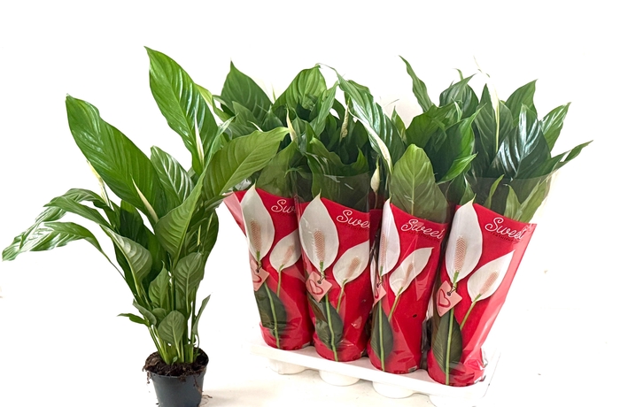 <h4>SPATH SWEET SILVIO</h4>