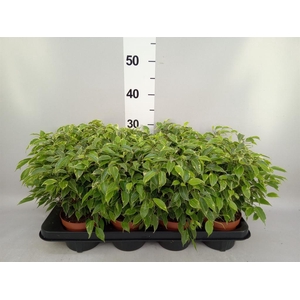 Ficus benja. 'Kinky'