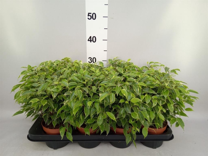 <h4>Ficus benja. 'Kinky'</h4>