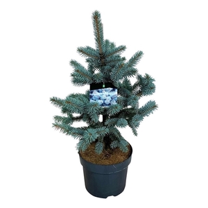 Picea pung. 'Oldenburg'