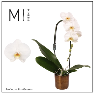 Phalaenopsis Flow Tokyo 1 spike – 12cm in Jess Old Camel | Mimesis