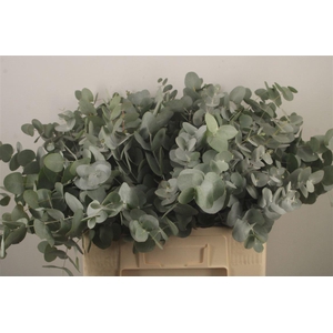 Euc Cinerea Per Bunch Za Short Spray 10 Stem Bunch